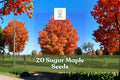 20+ Sugar Maple Seeds Acer saccharum for Bonsai & Landscape | Deciduous Tree with Yellow Fall Foliage