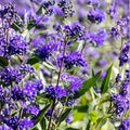 Black Knight Caryopteris Bare Root Shrub | Caryopteris x clandonensis | Bluebeard Pollinator Plant