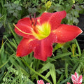 Passion for Red Daylily Bare Root Plant | Hemerocallis | Vibrant Red Blooms | Summer Perennial for Garden Beds