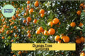 Orange Tree Scion Cuttings – Grafting Propagation Wood for Citrus Fruit Tree, 6–8 Inches, Citrus spp.