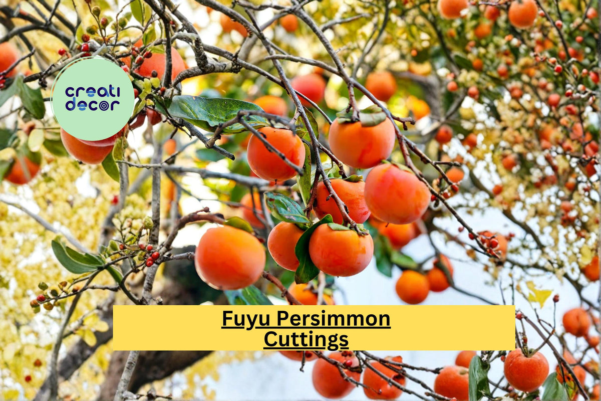 Japanese Fuyu Persimmon Scion Cuttings – Grafting, Rooting Fruit Tree Propagation Wood, Diospyros kaki