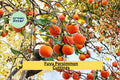 Organic Fuyu Persimmon Scion Cuttings – Grafting Fruit Tree Propagation Wood – Diospyros kaki