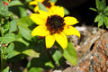 Creeping Zinnia Seeds 100 Pack | Ground Cover, Drought Tolerant, Bright Yellow Daisy-Like Blooms | Sanvitalia procumbens