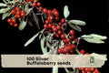 100 Silver Buffaloberry Seeds Shepherdia argentea Native Deciduous Shrub for Wildlife Gardens