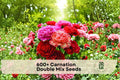 600+ Carnation Double Mix Seeds - Vibrant Dianthus Flower Seeds for Garden Beds, Borders & Containers