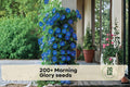 200+ Heavenly Blue Morning Glory Seeds, Climbing Vine, Blue Flowers, Ipomoea spp.