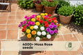 4000+ Moss Rose Seeds, Portulaca grandiflora, Colorful Double Blooms, Ground Cover, Container Planting, Sunny, Drought Tolerant