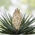 Mature Yucca Plant Bare Root – Adam’s Needle, Evergreen, Drought-Tolerant, Architectural Landscape Plant, Yucca filamentosa
