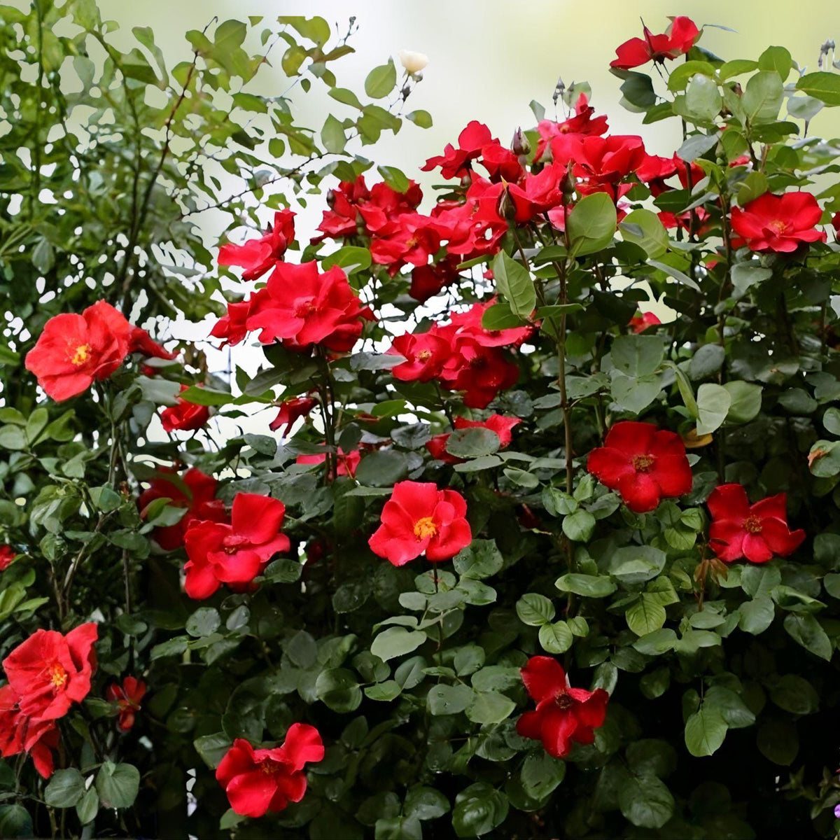 Wild Red Climbing Rose Bare Root Plant – Fragrant, Hardy, Fast-Growing Flowering Vine, Rosa