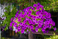 Wild Petunia Seeds - 100 Petunia violacea Native Seeds for Borders, Containers & Pollinator Gardens