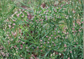 Cumin Seeds 100+ Heirloom Non-GMO Culinary Herb Seeds for Garden, Aromatic Spice, Cuminum cyminum