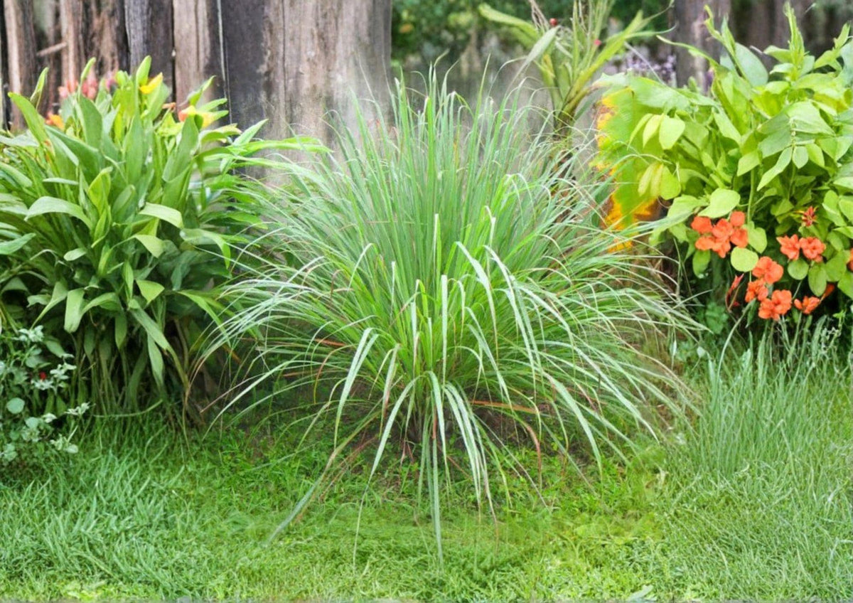 Lemongrass Seeds Cymbopogon Citratus Non-GMO Heirloom Culinary Herb for Garden, Pot, or Indoor Growing