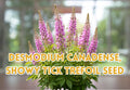 Desmodium canadense Seeds – Showy Tick Trefoil Pink Wildflower, Native Perennial Plant, Pollinator Friendly Garden Seeds