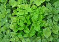 Watercress Seeds, Heirloom Non-GMO Nasturtium officinale, Aquatic Herb, Peppery Green, Garden & Water Planting Seeds