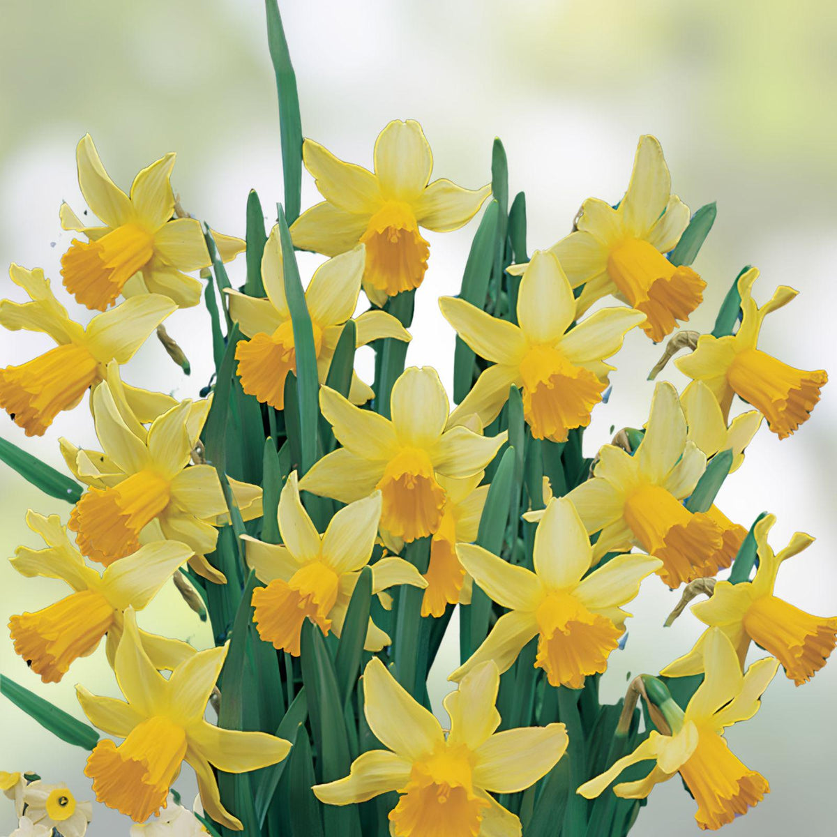 February Gold Daffodil Bulbs – Early Spring Blooming Narcissus ‘February Gold’ – 20 Live Bulbs for Garden Naturalizing