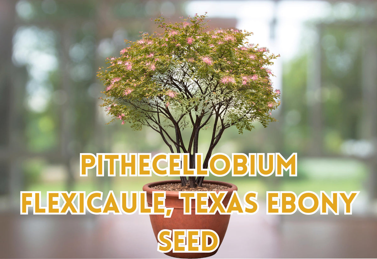 Texas Ebony Seeds, Drought Tolerant Ornamental Bonsai Starter, Pithecellobium flexicaule, Well-Draining Soil, Full Sun