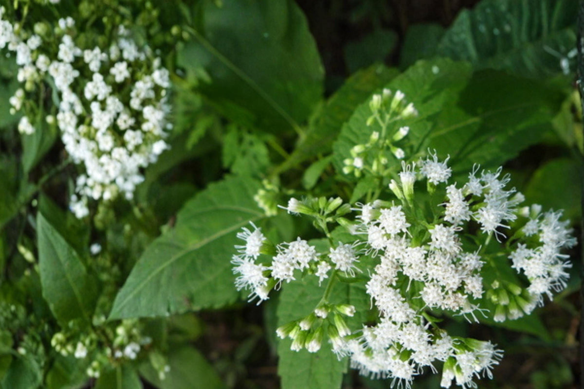 100 Seeds White Snakeroot Ageratina altissima Native Wildflower Shade Tolerant