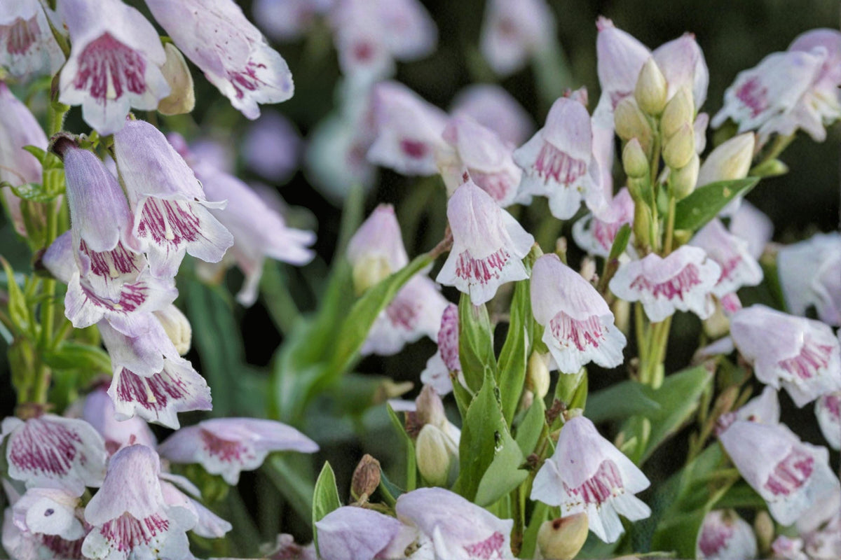 100 Seeds Foxglove Beardtongue Penstemon digitalis Native Wildflower