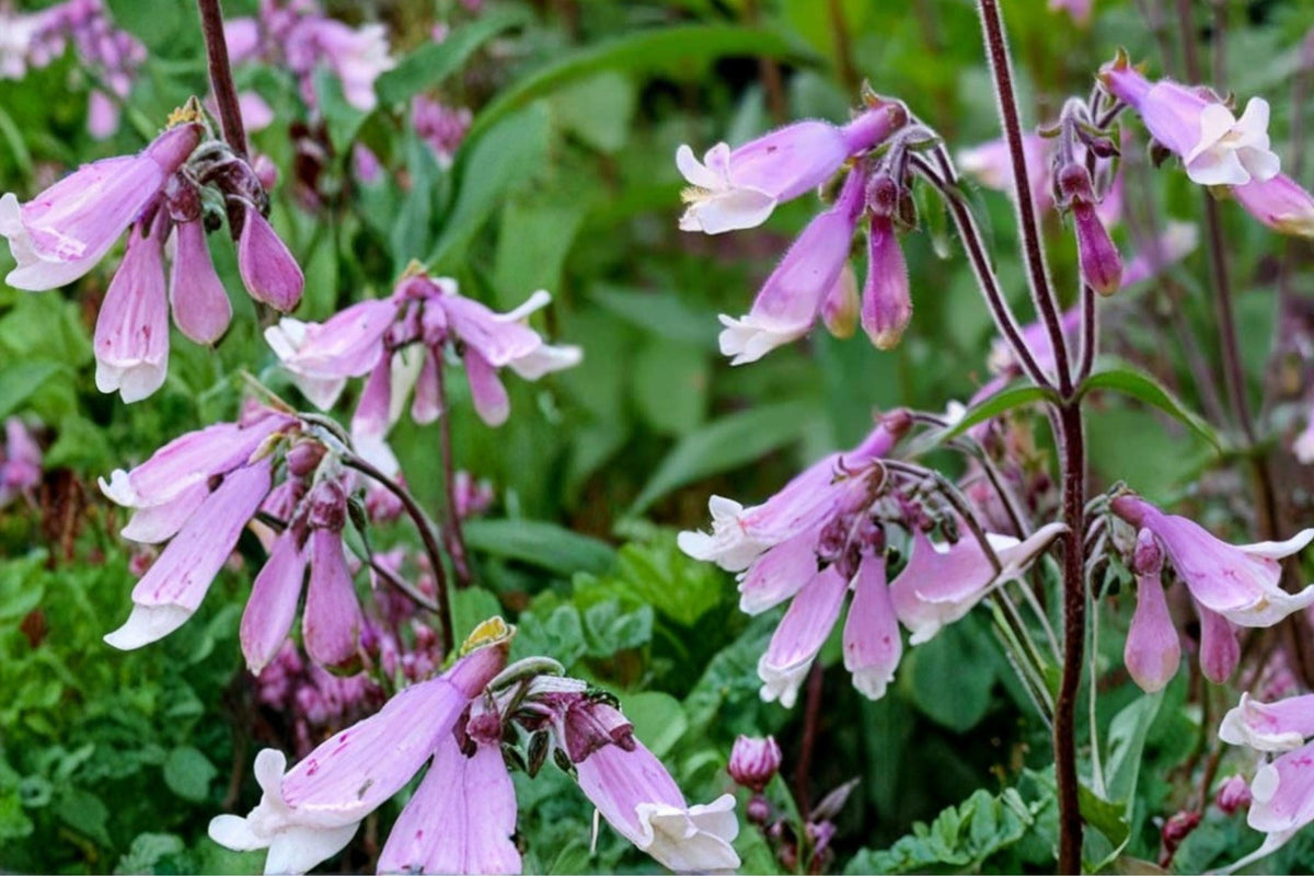 100 Seeds Hairy Beardtongue Penstemon hirsutus Native Wildflower