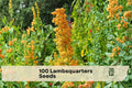 100 Lambsquarters Seeds Chenopodium album - Edible Leafy Green for Garden, Outdoor, Natural-Style Plant