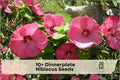 Dinnerplate Hibiscus Seeds - Large Showy Flowers, Mixed Colors, Tropical Perennial, Hibiscus spp.