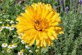 Calendula Seeds 100 Pacific Beauty Dark Yellow Bright Golden-Yellow Flowers Herb Garden, Border, Cut Flower, Pollinator-Friendly