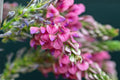 Sainfoin Shoshone Seeds (100) | Forage Legume, Pink Flowers, Drought Tolerant, Nitrogen Fixer, Livestock & Soil Improvement, Onobrychis viciifolia