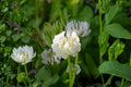 Berseem Clover Seeds 100 Pack | Egyptian Trifolium alexandrinum Forage Cover Crop & Soil Fertilizer