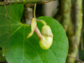10 Seeds Dutchmans Pipevine Aristolochia tomentosa Heirloom Vine Butterfly Garden