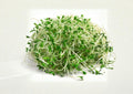 Organic Alfalfa Sprouting Seeds 1500+ Medicago sativa Microgreens for Home Garden, Non-GMO, Healthy Salad Superfood Seeds
