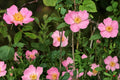 30 Seeds Swamp Rose Rosa palustris Native Shrub Wetland