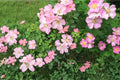 Illinois Rose Seeds - 30 Pack - Pink Climbing Shrub - Rosa setigera - Native Perennial for Trellises and Gardens