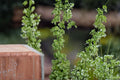 100 Seeds Pale Dock Rumex altissimus