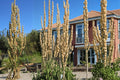100 Seeds Great Water Dock Rumex orbiculatus Wetland Perennial