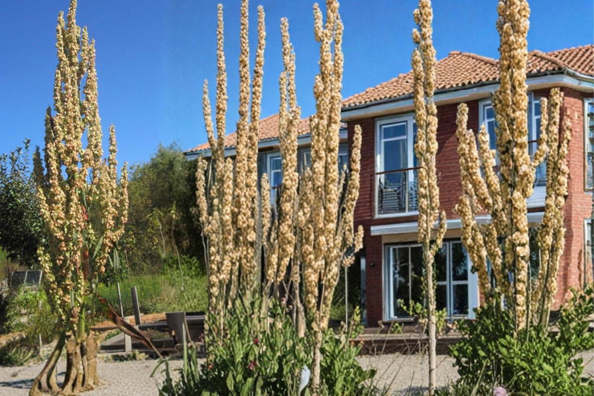 100 Seeds Great Water Dock Rumex orbiculatus Wetland Perennial