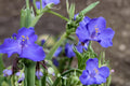 25 Seeds Western Spiderwort Tradescantia occidentalis Native Prairie Wildflower