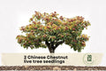 Chinese Chestnut Live Tree Seedlings - 1-2 Year Old Nut Tree Plants - Castanea mollissima for Outdoor Gardens and Landscaping