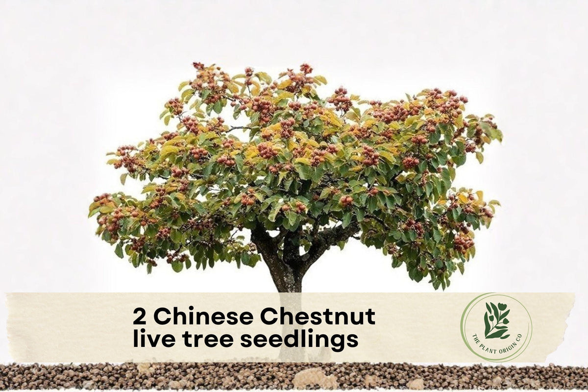 Chinese Chestnut Live Tree Seedlings - 1-2 Year Old Nut Tree Plants - Castanea mollissima for Outdoor Gardens and Landscaping
