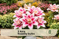 Azra Roselily Double Pink Oriental Lily Bulbs - Pollen-Free, Perennial Flower Bulbs for Garden Beds and Borders