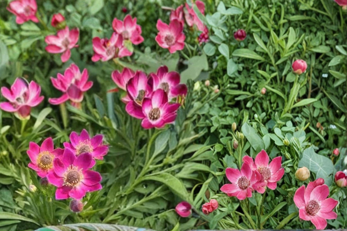 100 Seeds Windflower Anemone multifida