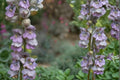 50 Seeds Palmer Penstemon Penstemon palmeri Fragrant Pink Blooms Drought Tolerant Wildflower