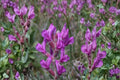 Showy Locoweed Seeds – Oxytropis lambertii Herbaceous Perennial with Purple to Pink Flowers, Drought Tolerant, Prairie & Rock Garden Plant