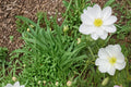 100 Seeds Pale Evening Primrose Oenothera pallida Drought Tolerant Perennial Wildflower