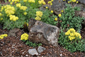 Sulfurflower Buckwheat Seeds 100 Pack Eriogonum umbellatum Drought Tolerant Perennial for Rock Gardens & Dry Landscapes