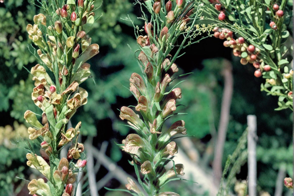 100 Seeds Giant Lousewort Pedicularis procera Hardy Perennial Woodland