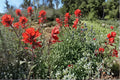 Showy Indian Paintbrush Seeds - 100 Count - Red to Orange Flowering Bracts - Castilleja angustifolia var. dubia