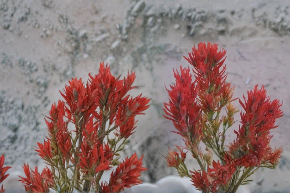 100 Seeds Wyoming Indian Paintbrush Castilleja linariifolia