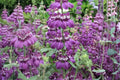 100 Seeds Chinese Houses Collinsia heterophylla