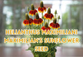 100 Prairie Coneflower Seeds Ratibida columnifera Drought Tolerant Wildflower Seeds for Garden Planting