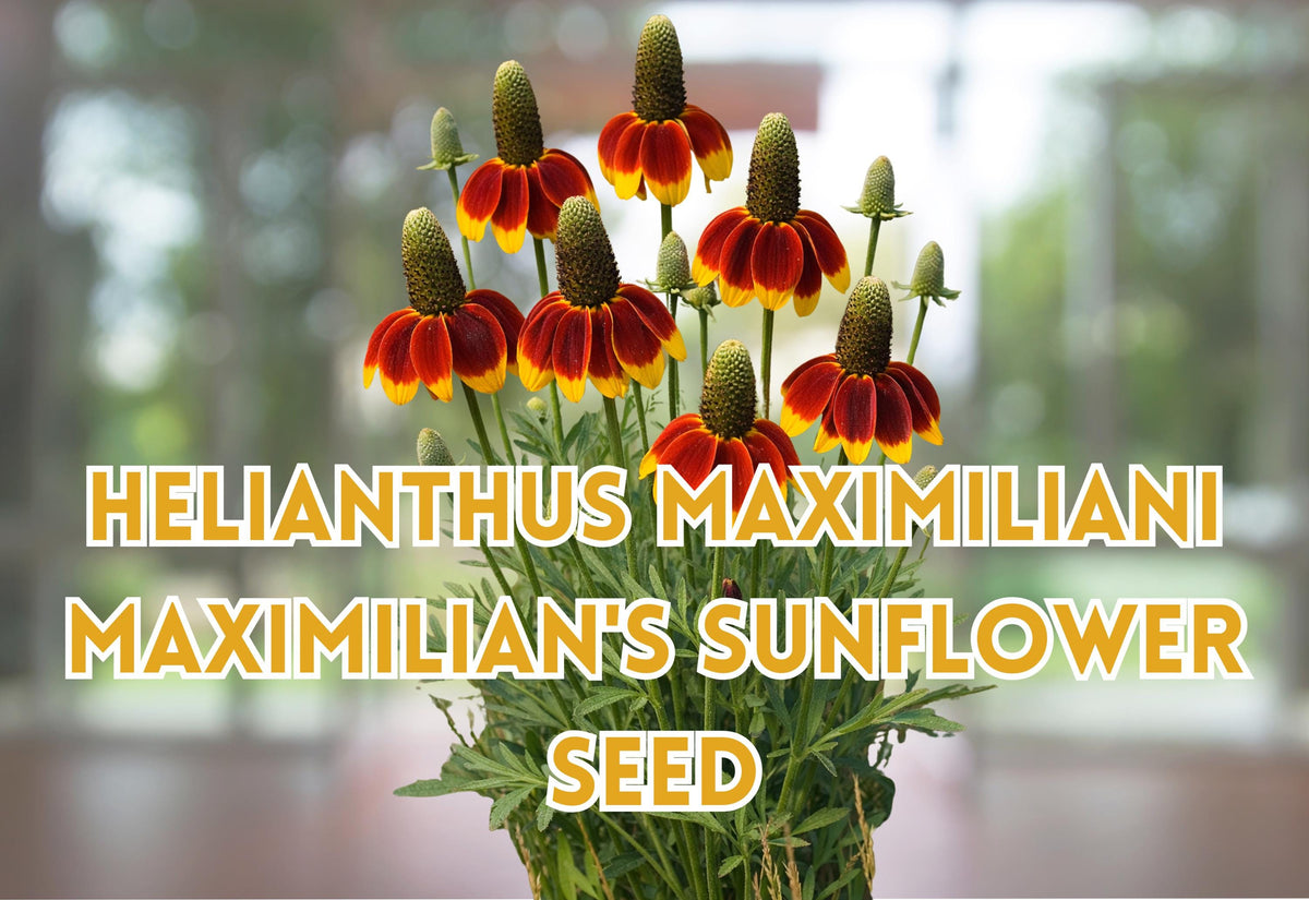 100 Prairie Coneflower Seeds Ratibida columnifera Drought Tolerant Wildflower Seeds for Garden Planting